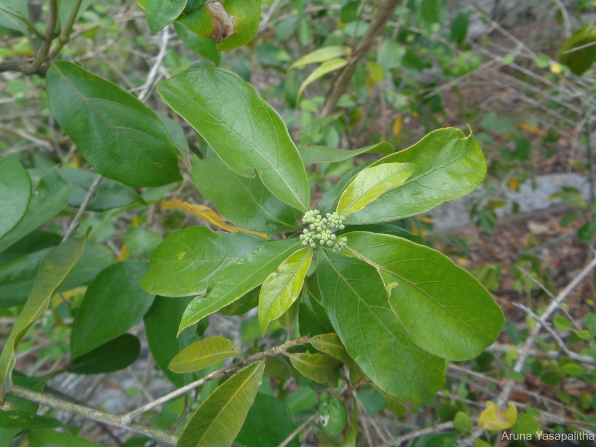 Gynochthodes umbellata (L.) Razafim. & B.Bremer